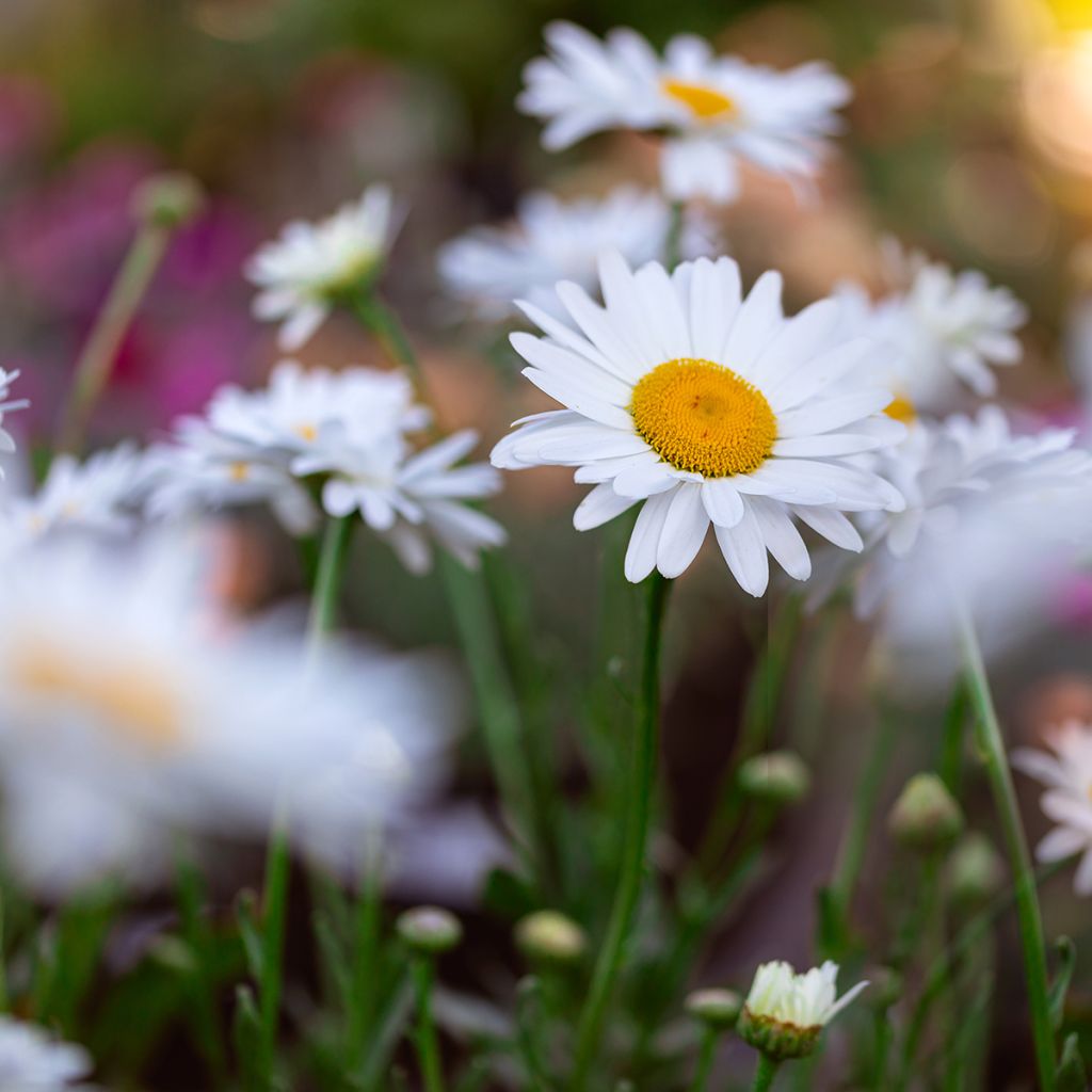 Leucanthemum Becky