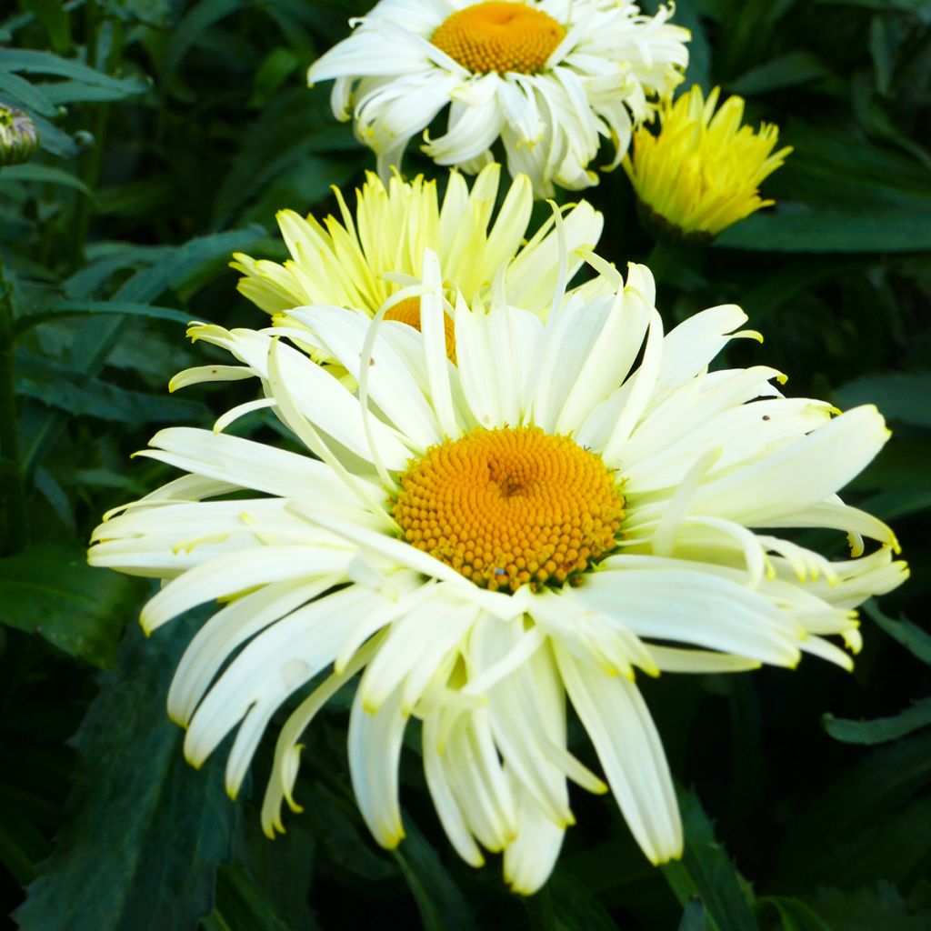 Leucanthemum superbum Broadway Lights