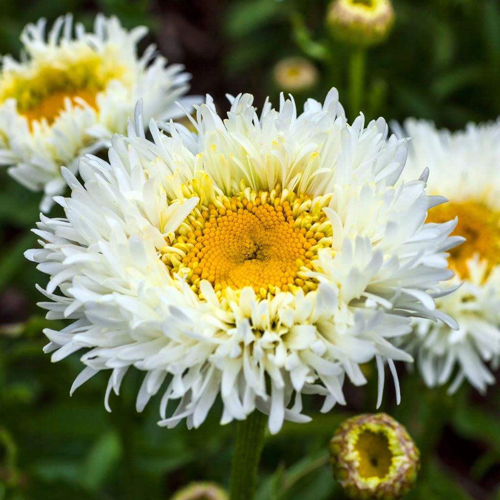 Leucanthemum Engelina
