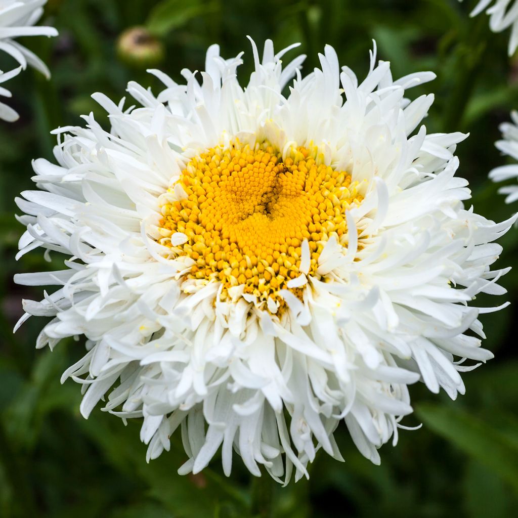 Leucanthemum Engelina