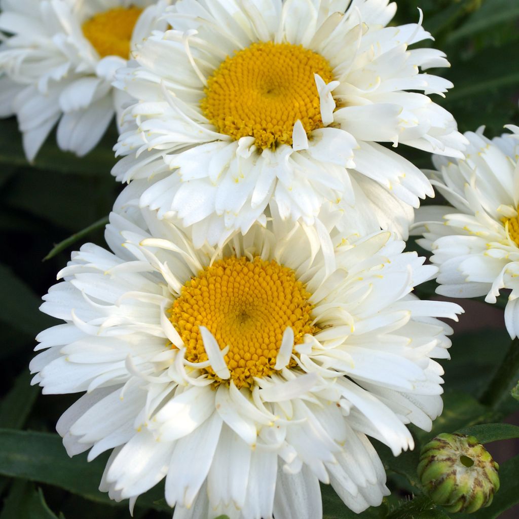 Leucanthemum superbum Freak