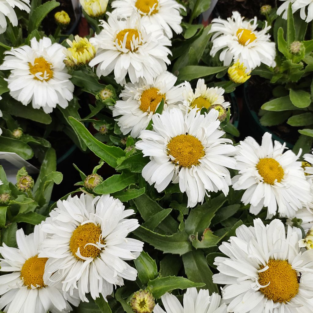 Leucanthemum superbum Freak