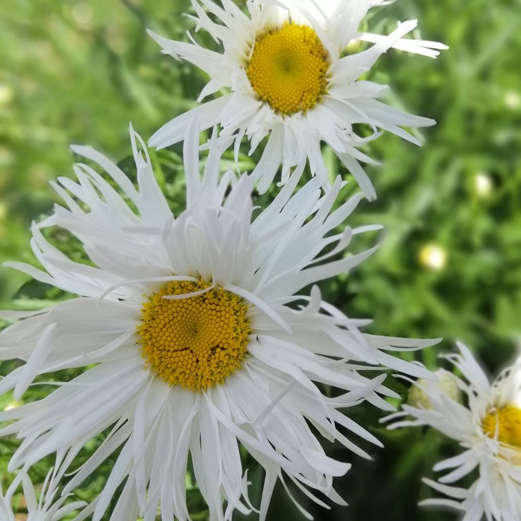 Leucanthemum Old Court