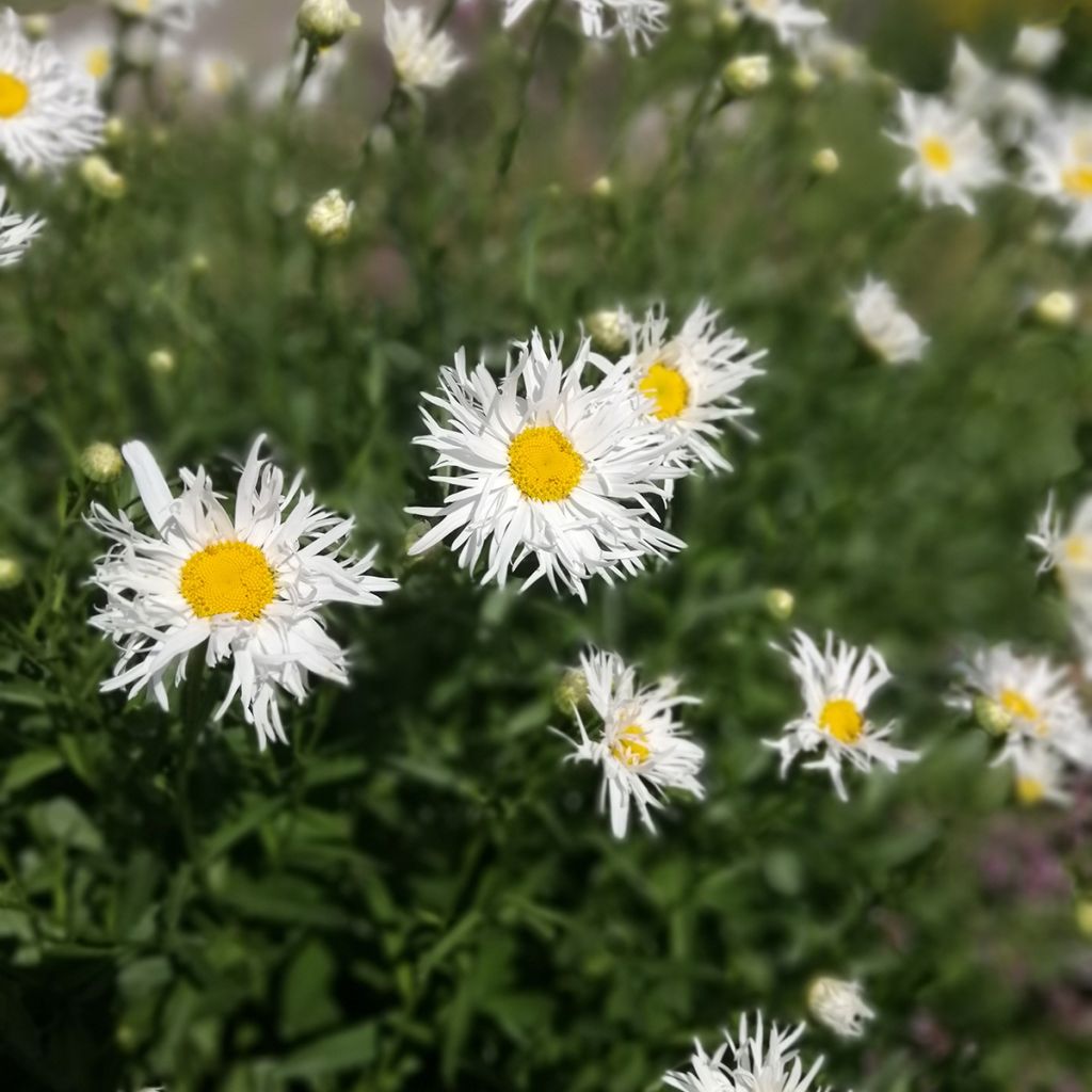 Leucanthemum Old Court