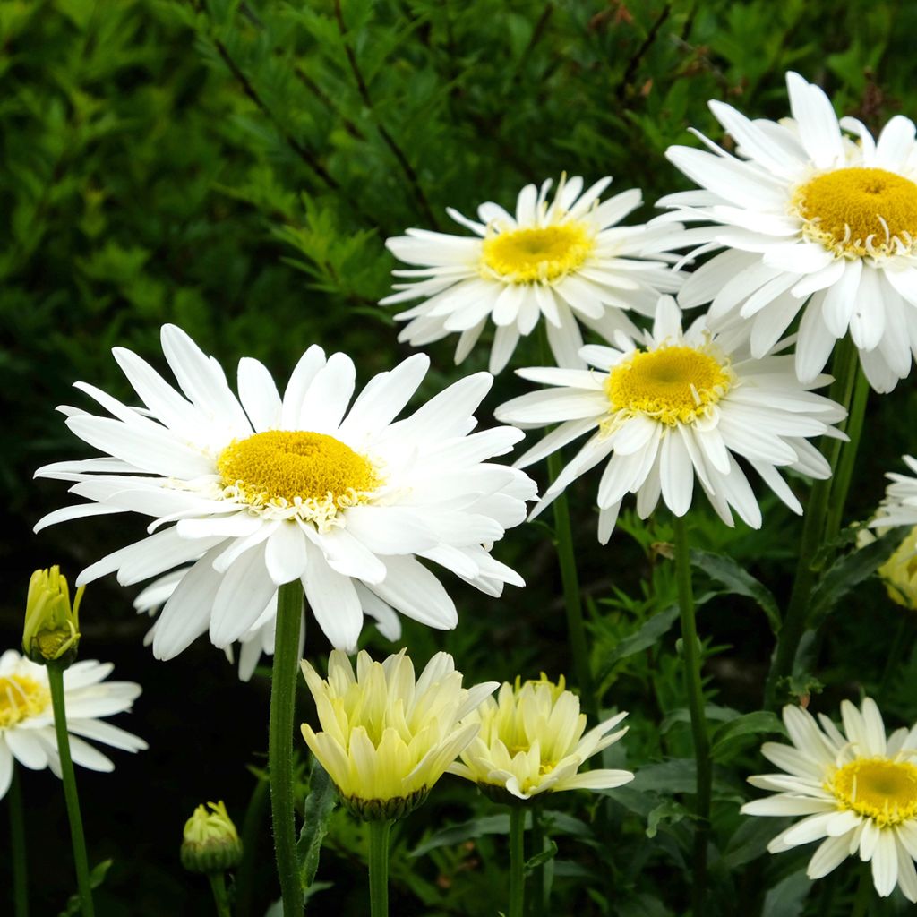 Leucanthemum Real Glory