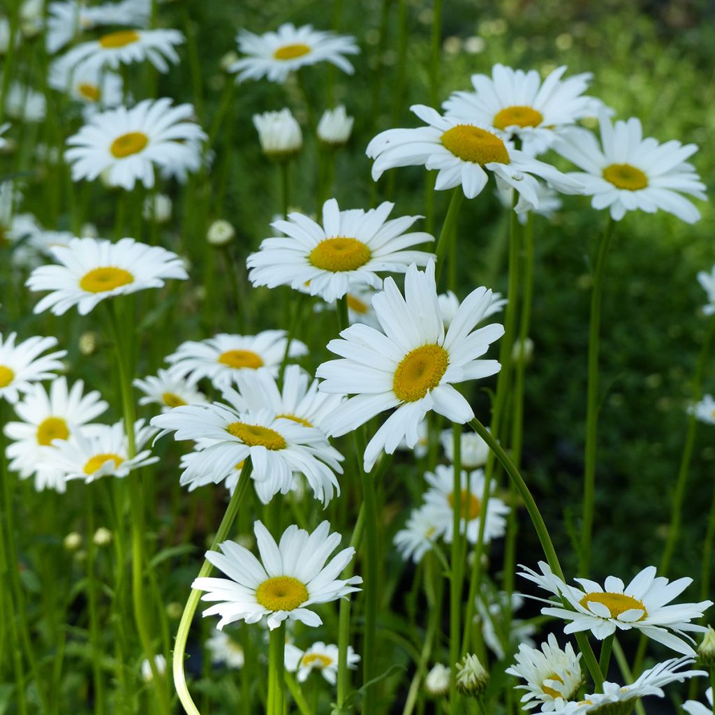 Leucanthemum vulgare Maikönigin em sementes