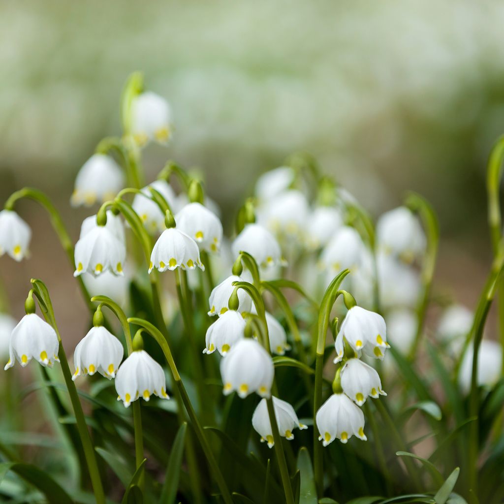 Leucojum aestivum Bridesmaid