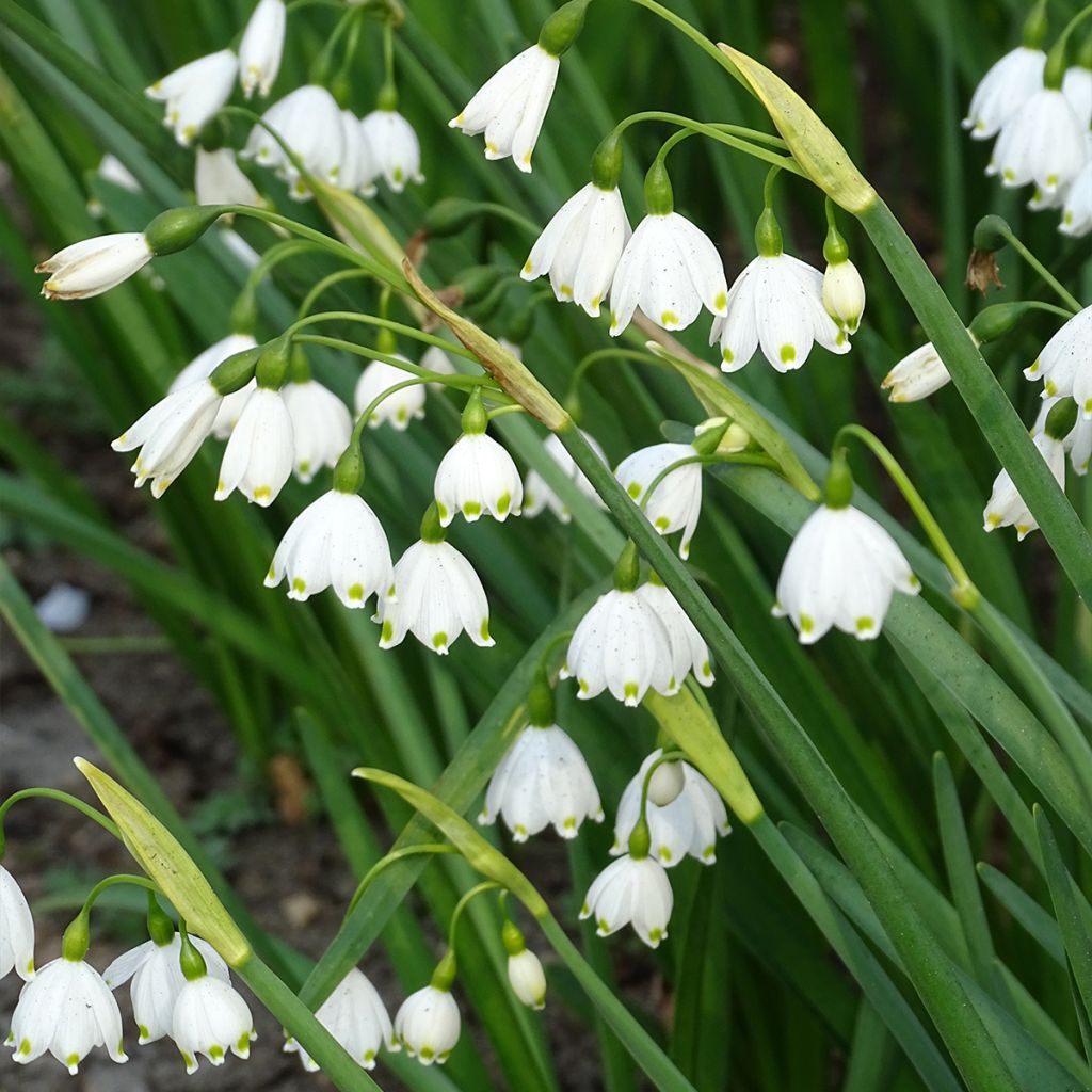 Leucojum aestivum