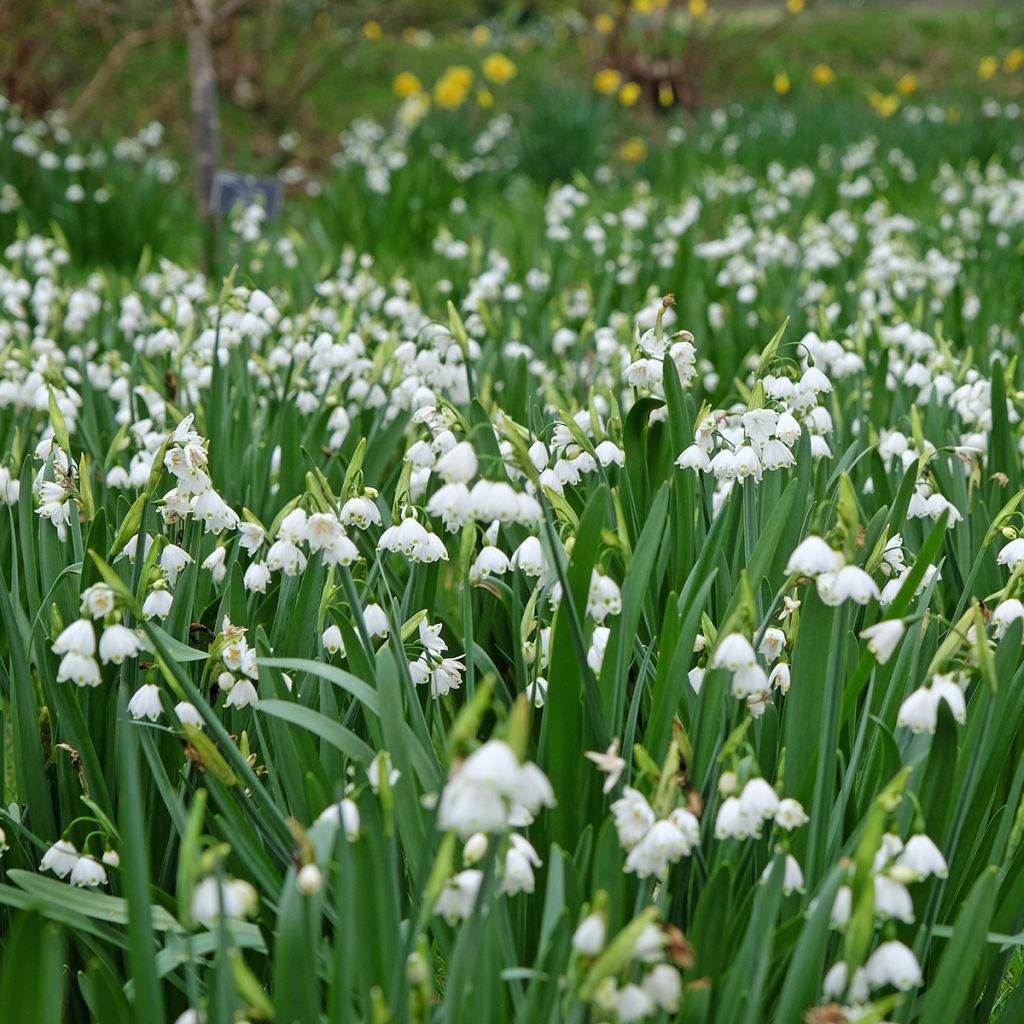 Leucojum aestivum Bridesmaid