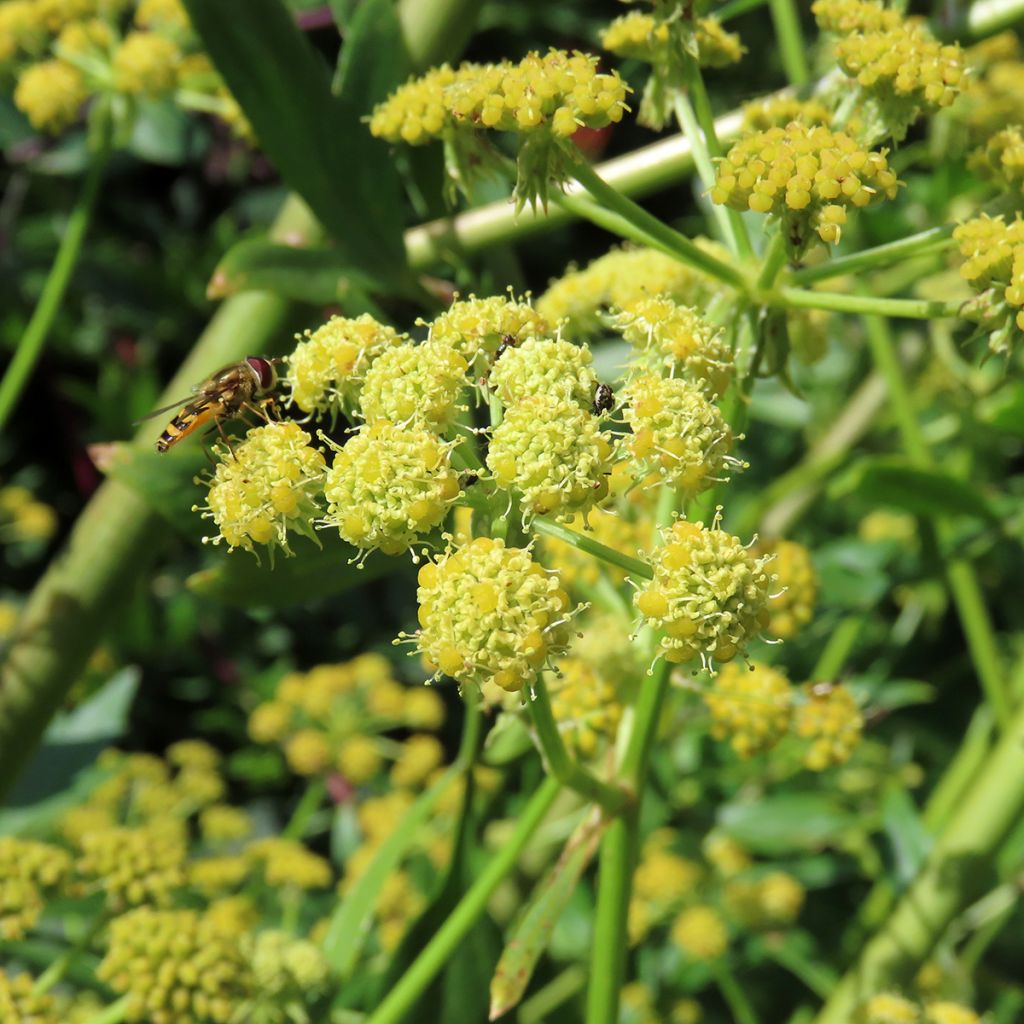 Levístico / erva Maggi sementes