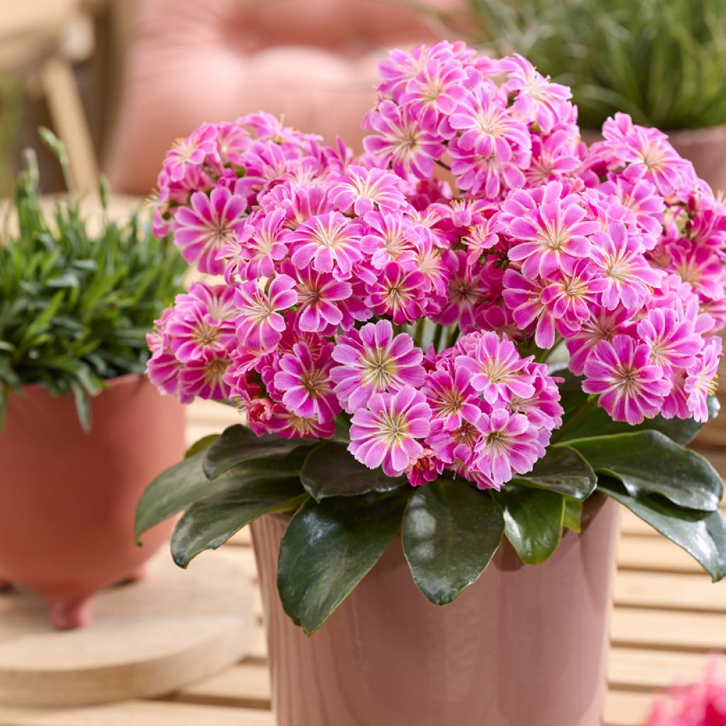 Lewisia cotyledon Tropic Pink