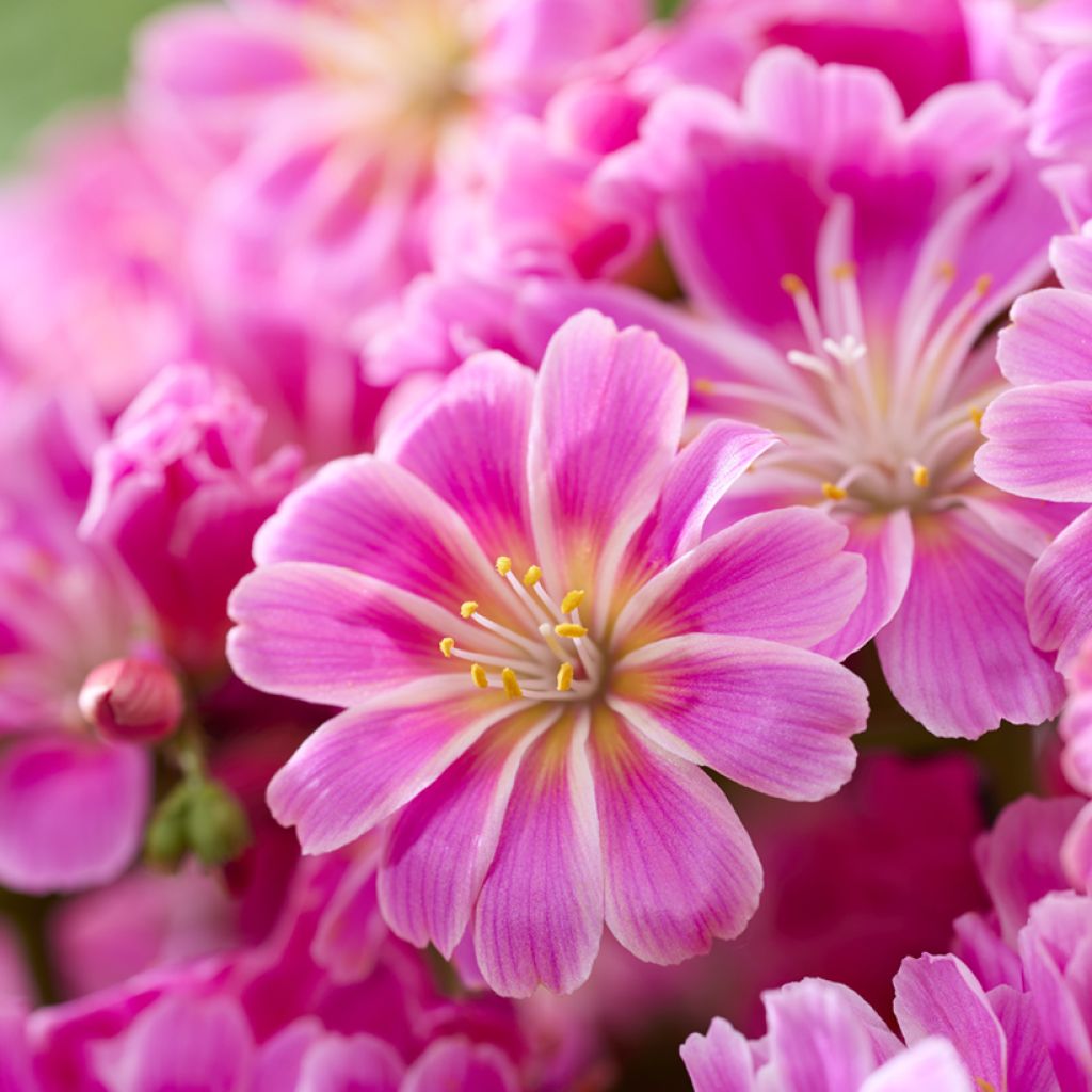Lewisia cotyledon Tropic Pink