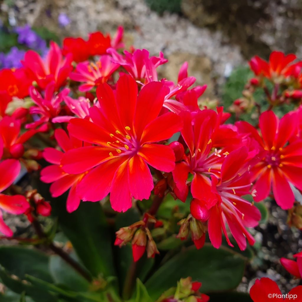 Lewisia cotyledon Sunset Glow