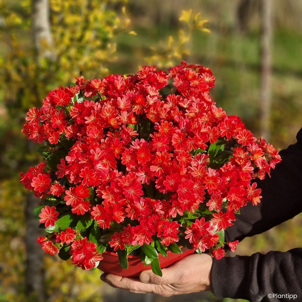 Lewisia cotyledon Sunset Glow