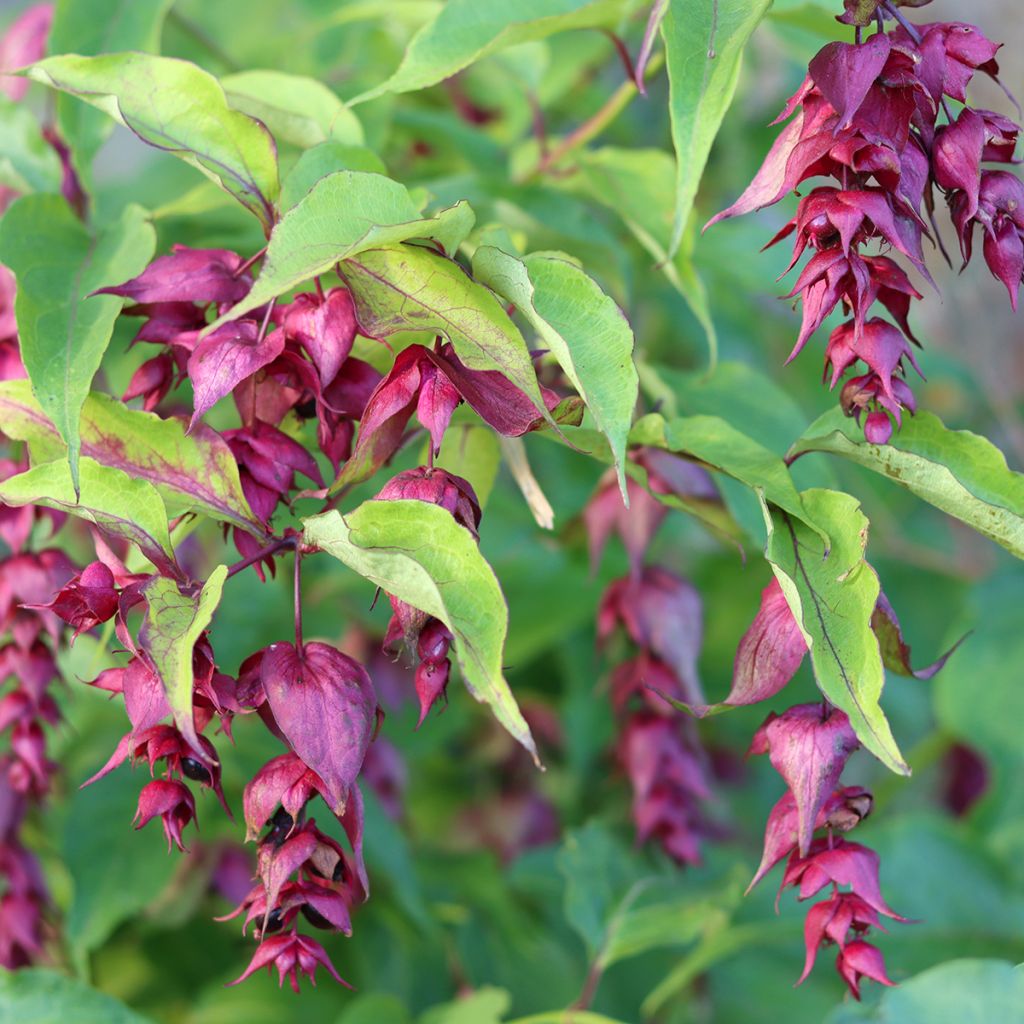 Leycesteria formosa em sementes