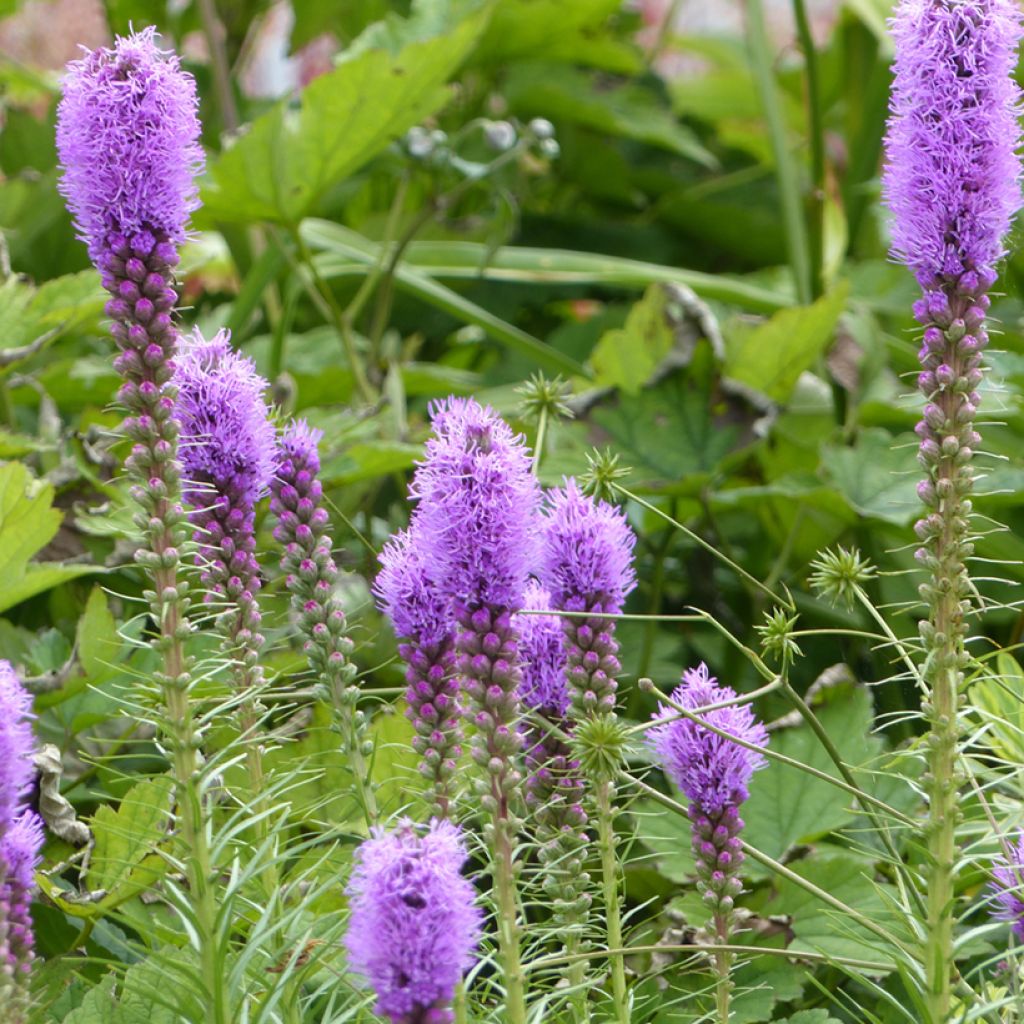 Liatris spicata em sementes