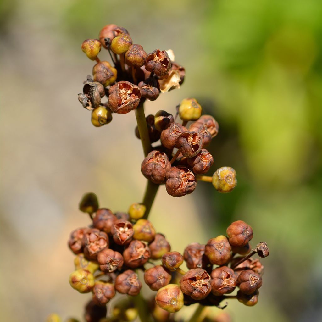 Libértia grandiflora