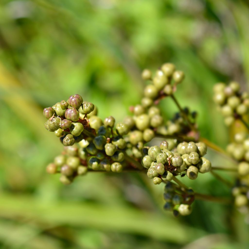 Libértia grandiflora