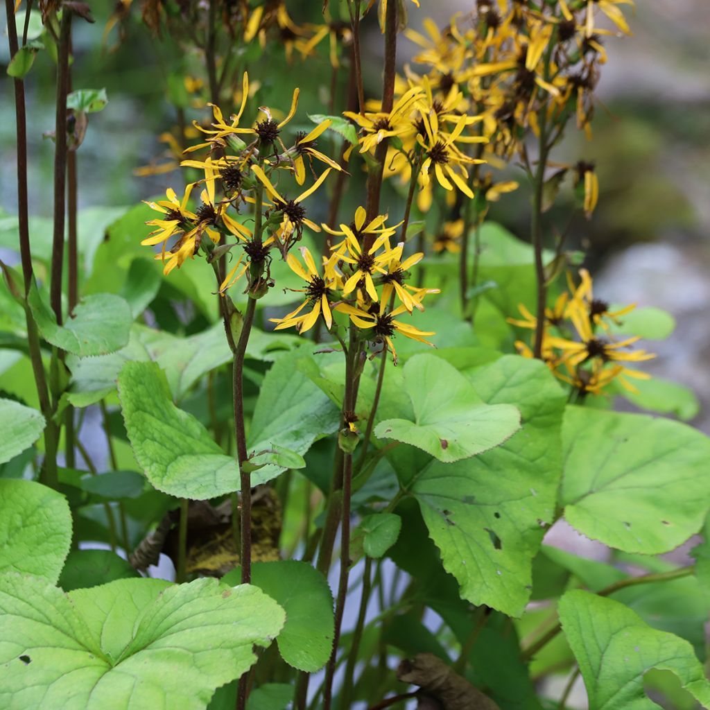 Ligularia Lanternchen