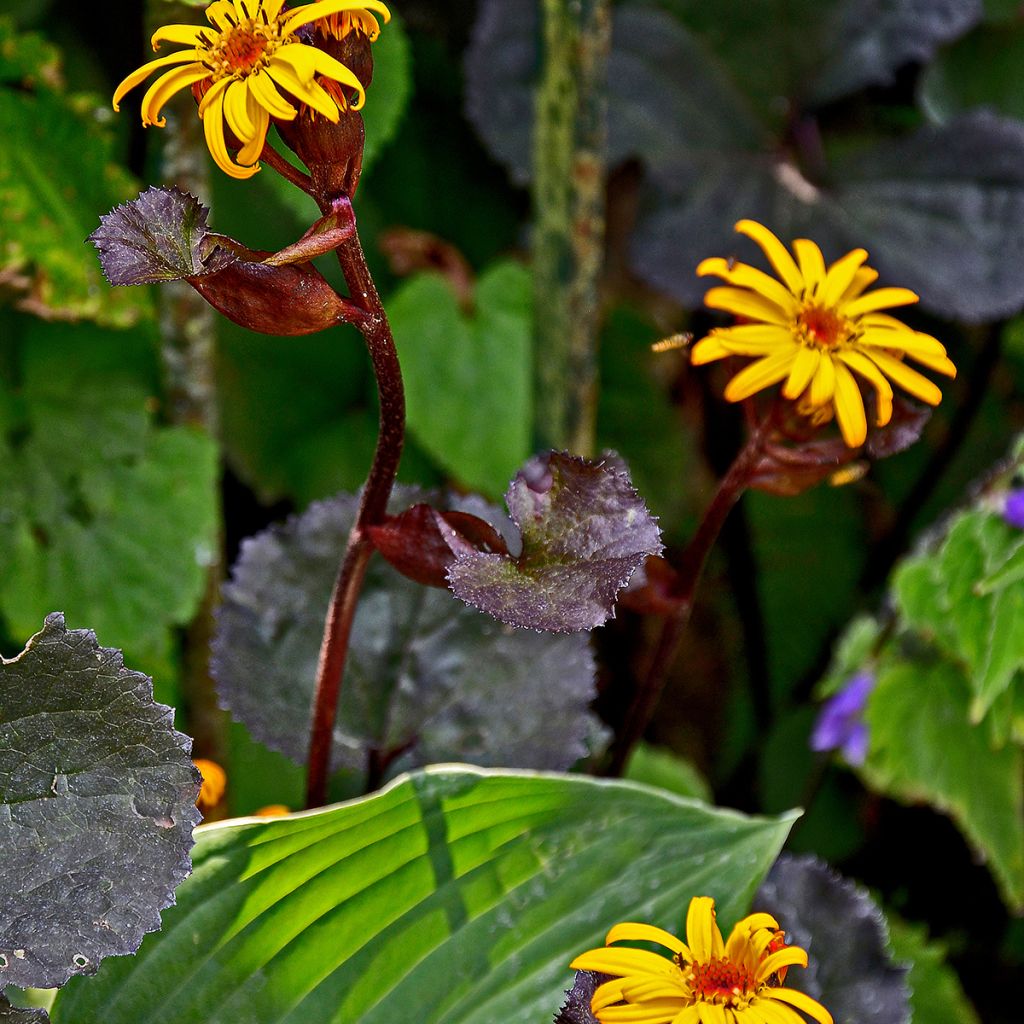 Ligularia dentata Britt