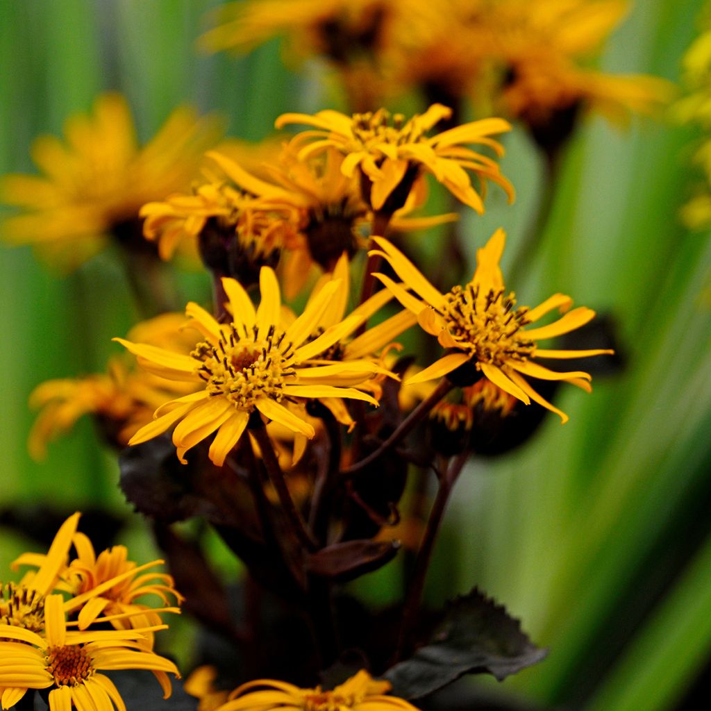 Ligularia dentata Britt