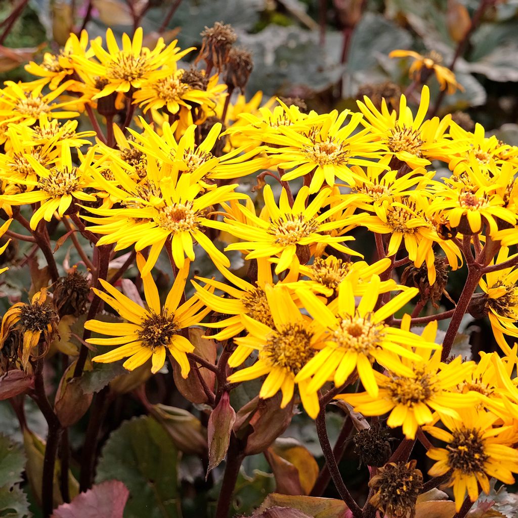 Ligularia dentata Britt