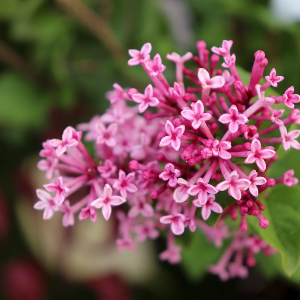 Syringa Bloomerang Pink Perfume