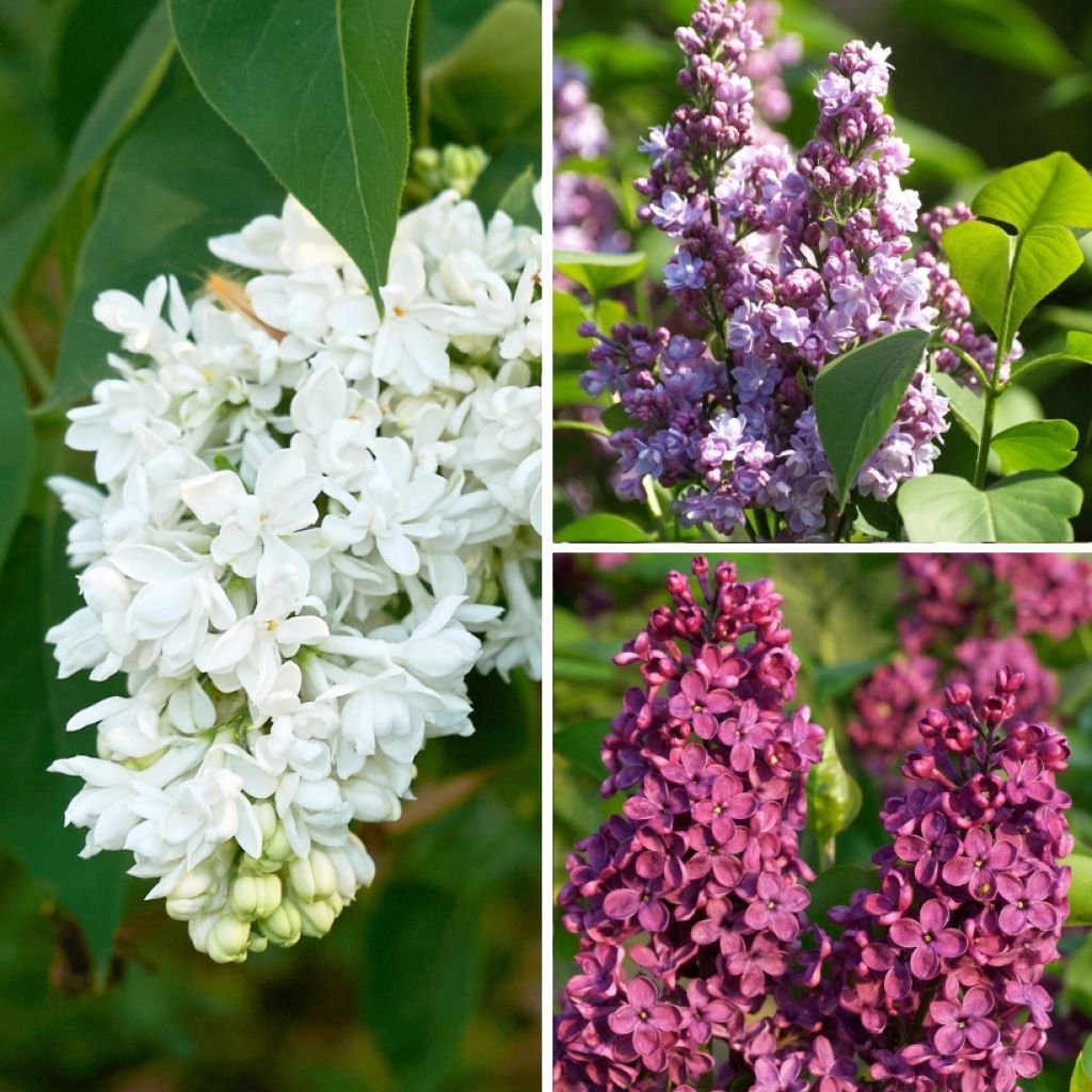 Syringa vulgaris Three Sisters