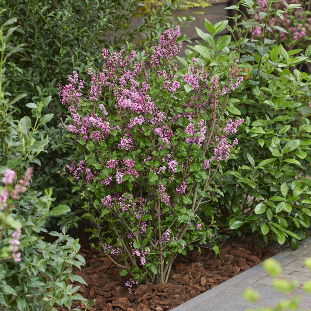 Syringa meyeri Little Rosie