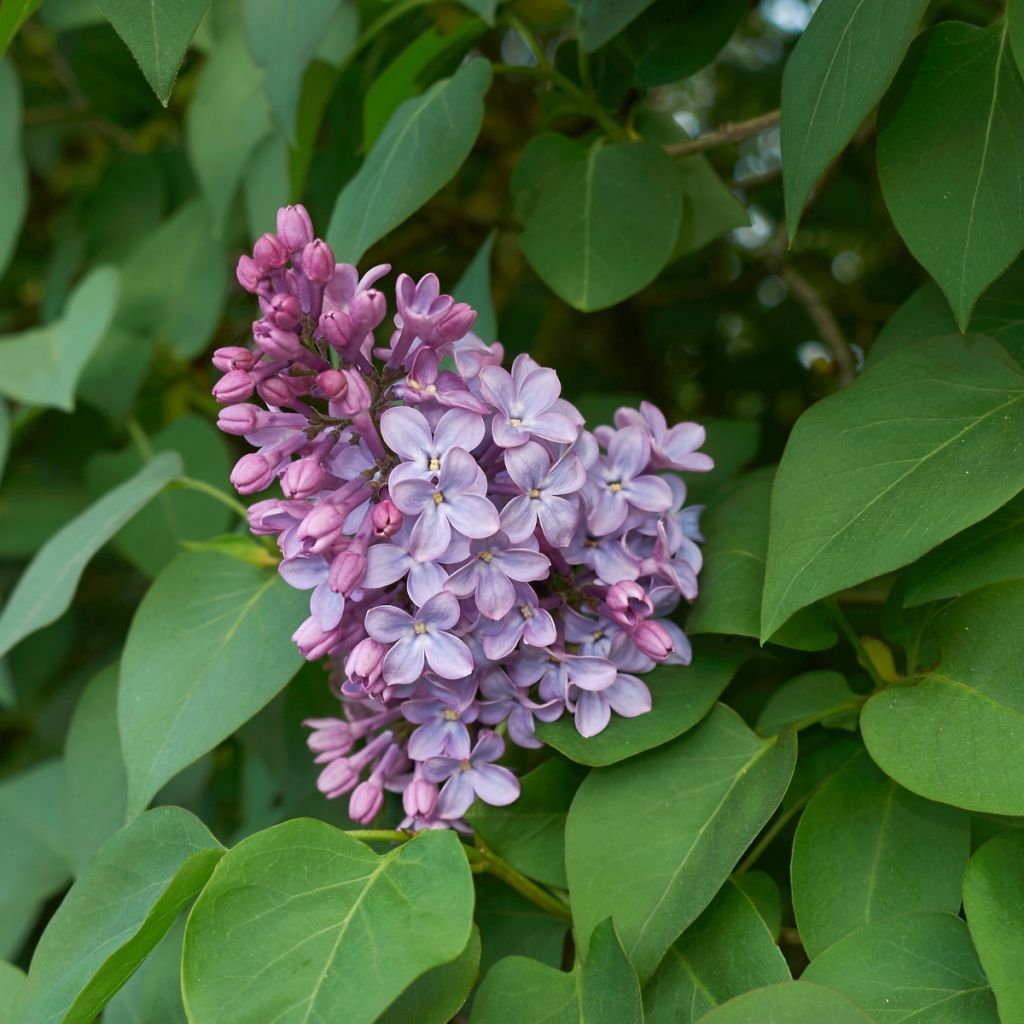 Syringa vulgaris - Lilás