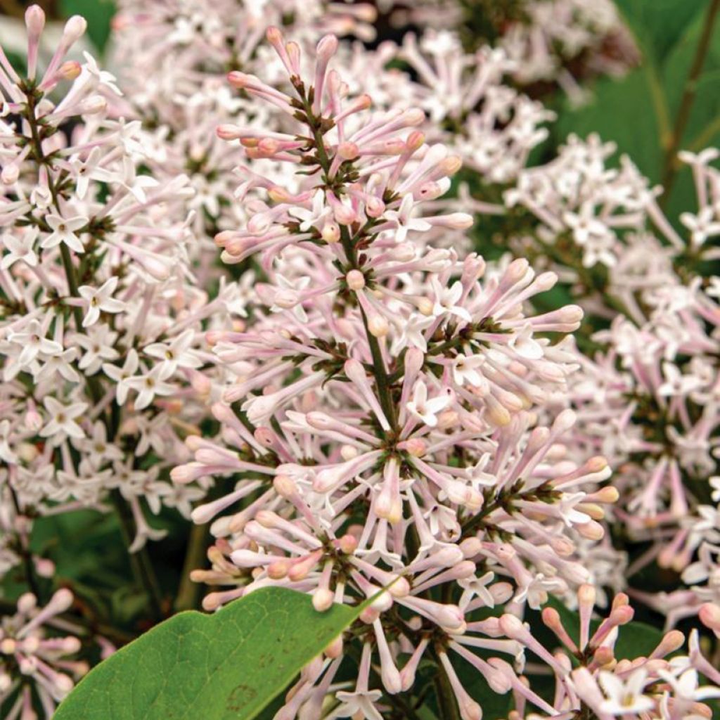 Syringa patula Dream Cloud