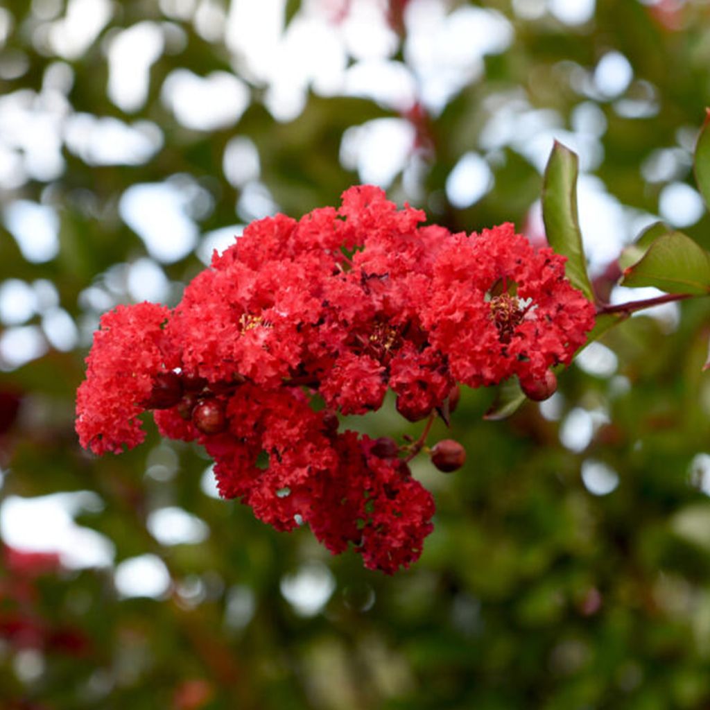 Árvore-de-júpiter Ruffled Red Magic - Lagerstroemia indica