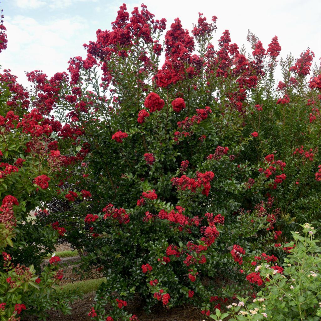 Árvore-de-júpiter Ruffled Red Magic - Lagerstroemia indica