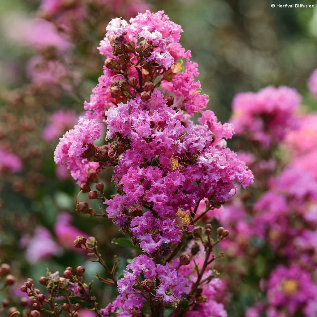 Árvore-de-júpiter Enduring Lavender - Lagerstroemia indica