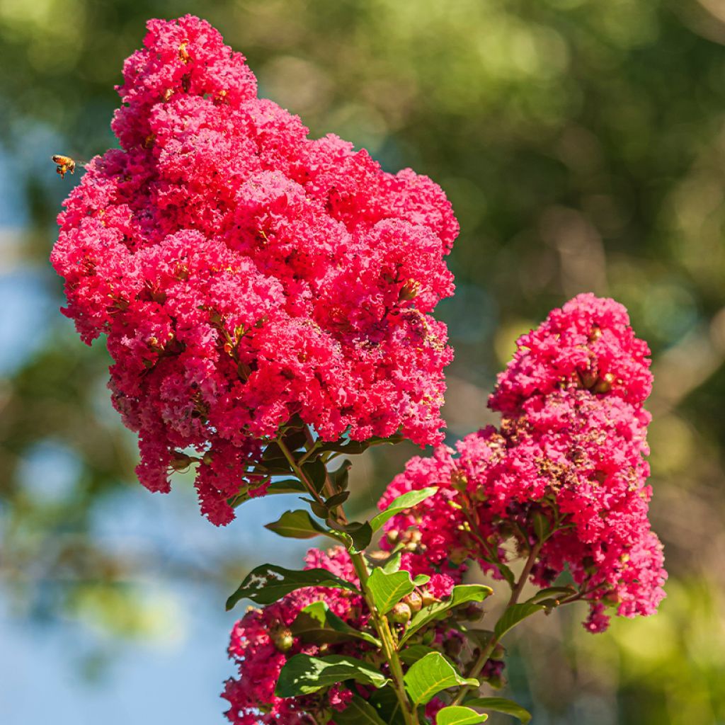 Árvore-de-júpiter Enduring Red - Lagerstroemia indica