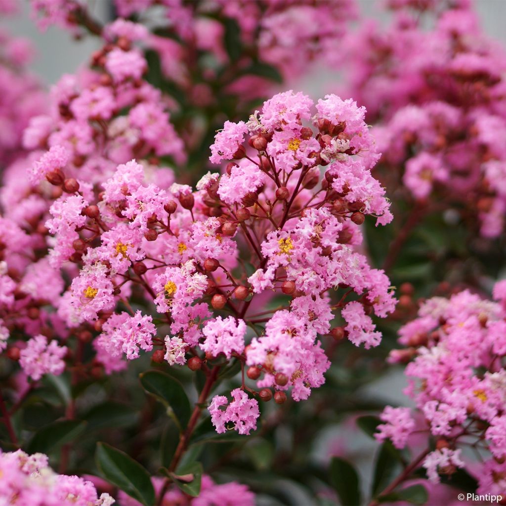 Árvore-de-júpiter Eveline - Lagerstroemia indica