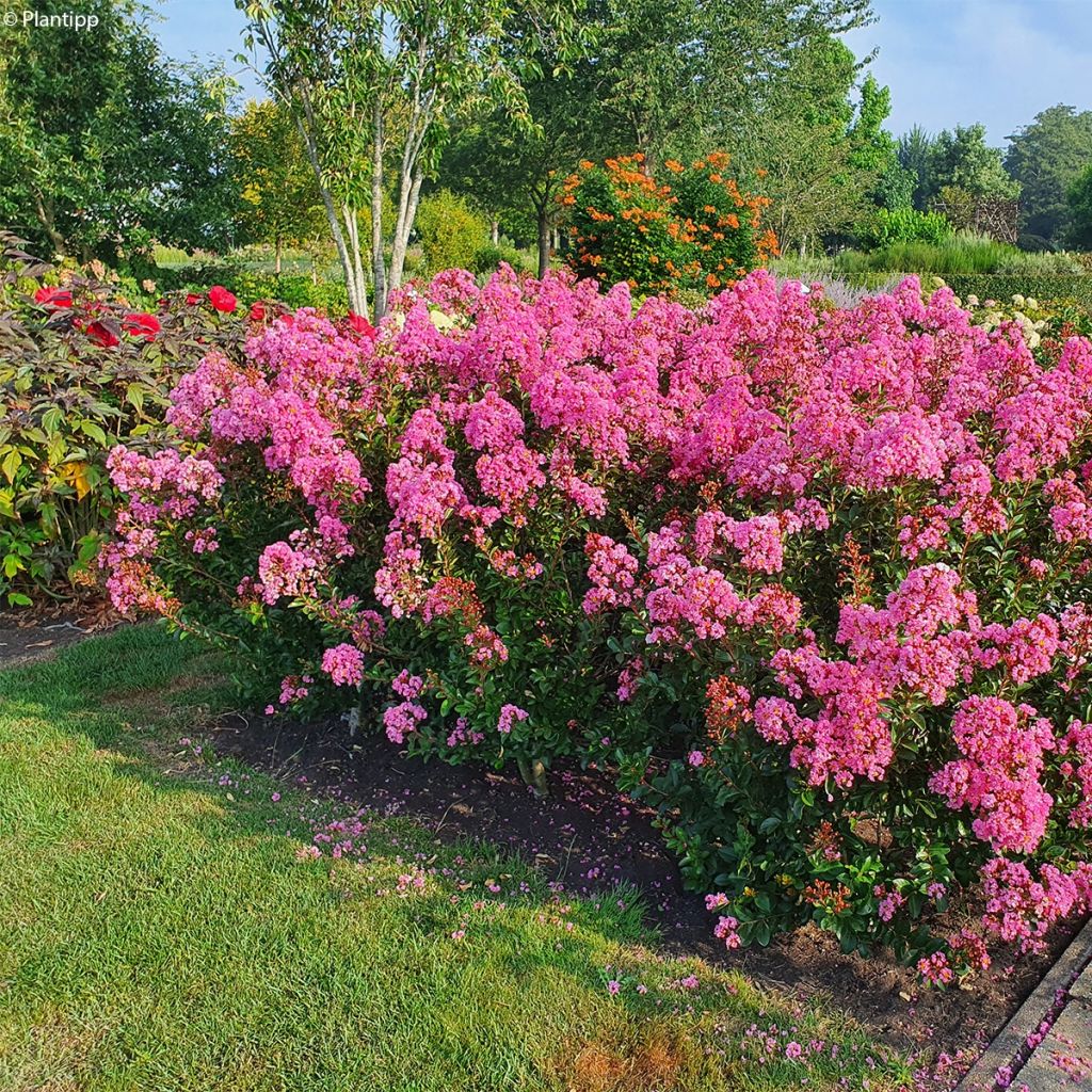 Árvore-de-júpiter Eveline - Lagerstroemia indica