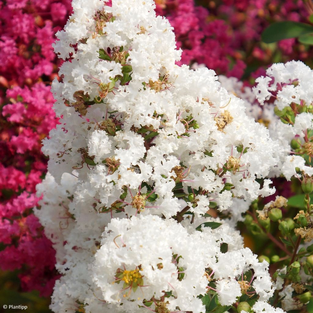 Árvore-de-júpiter Virgin With Love - Lagerstroemia indica