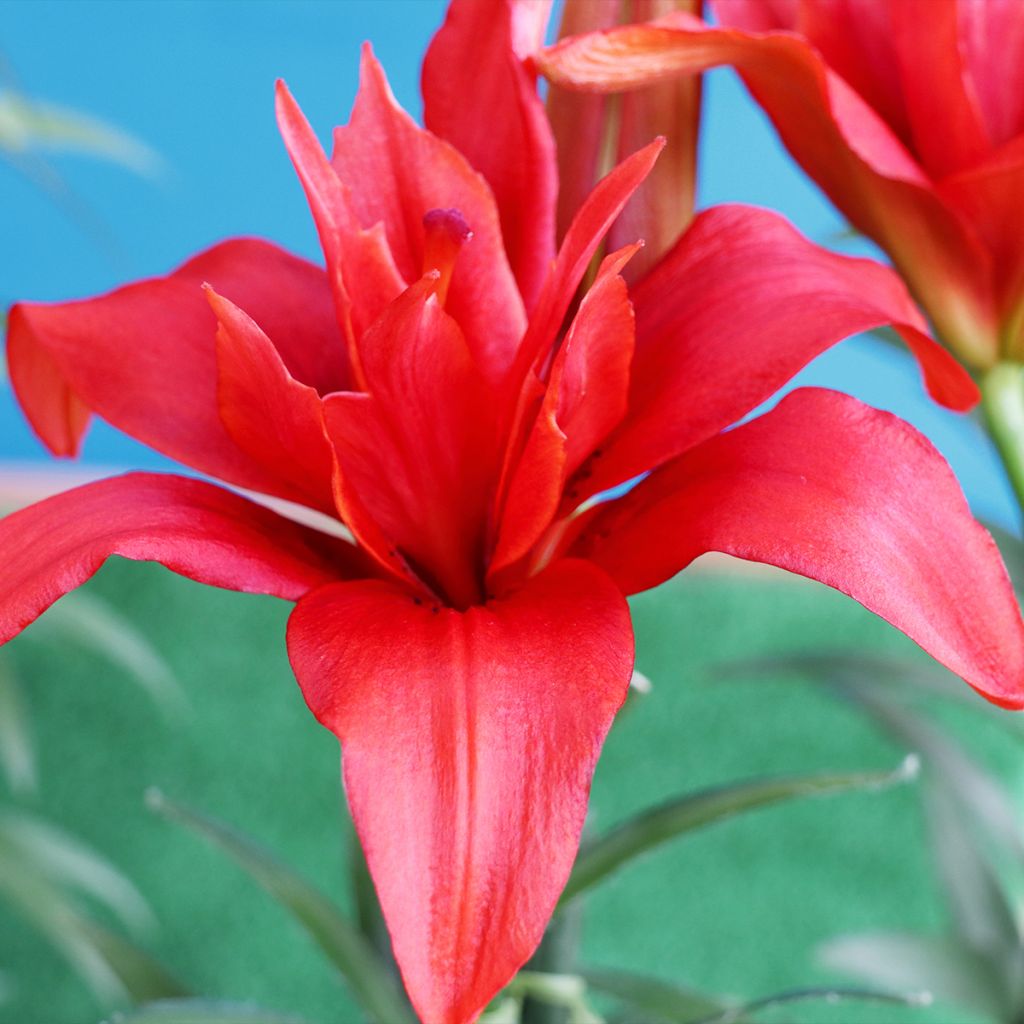 Lírio oriental Bald Eagle