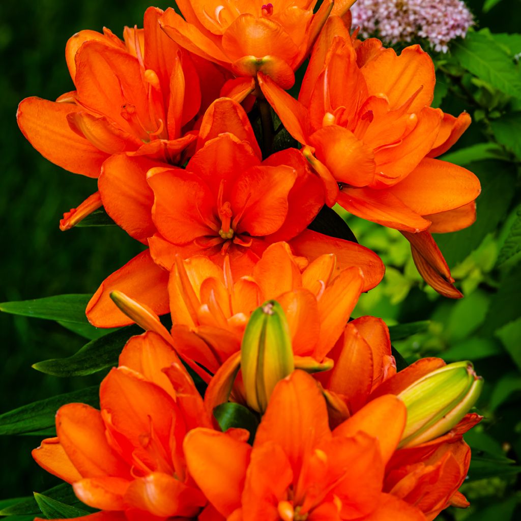 Lírio oriental Hulk