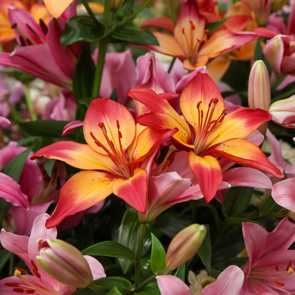 Lírio oriental Heartstrings