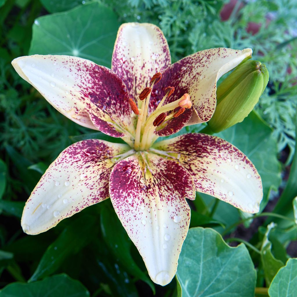 Lírio oriental Tribal Dance