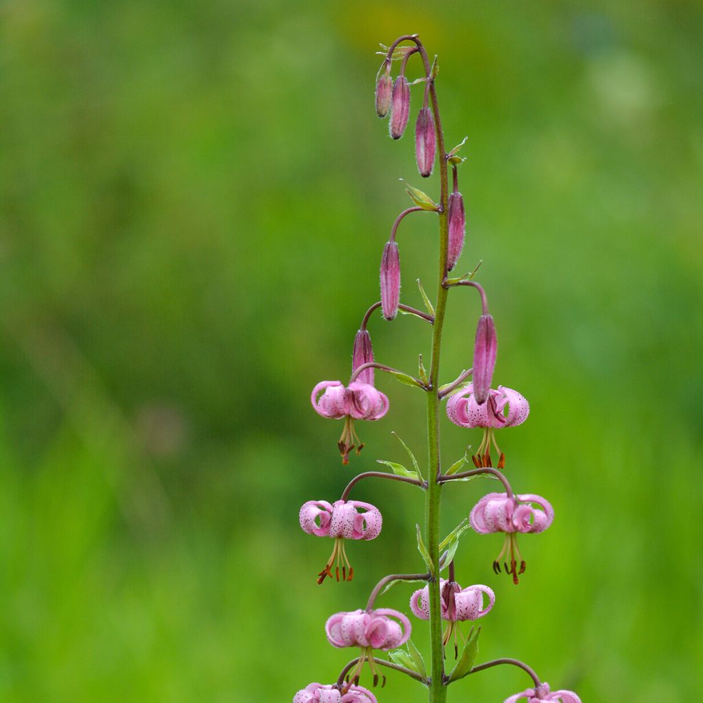 Lírio martagão Rosa