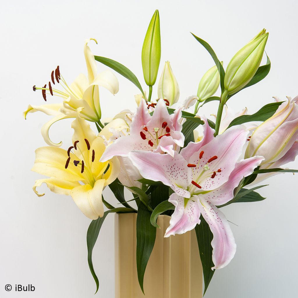 Lírio oriental Bellville