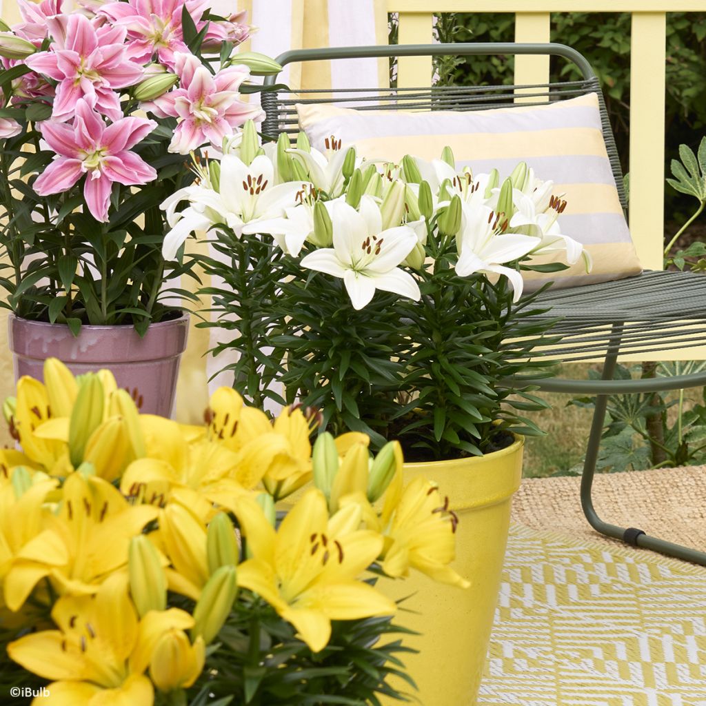 Lírio oriental Gwen