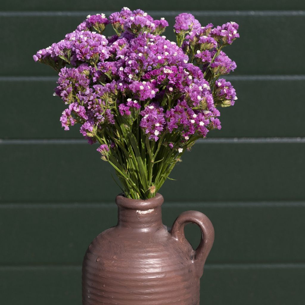 Limonium sinuatum Forever Rose em sementes