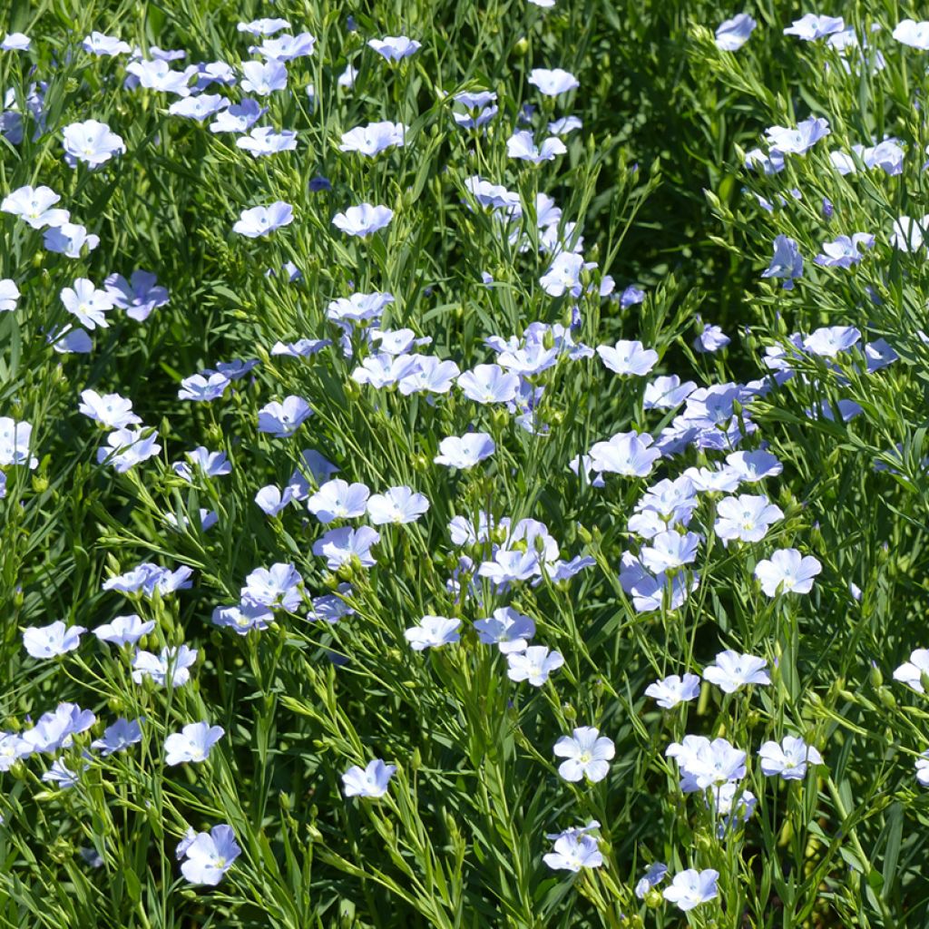 Linum grandiflorum Blue Dress em sementes