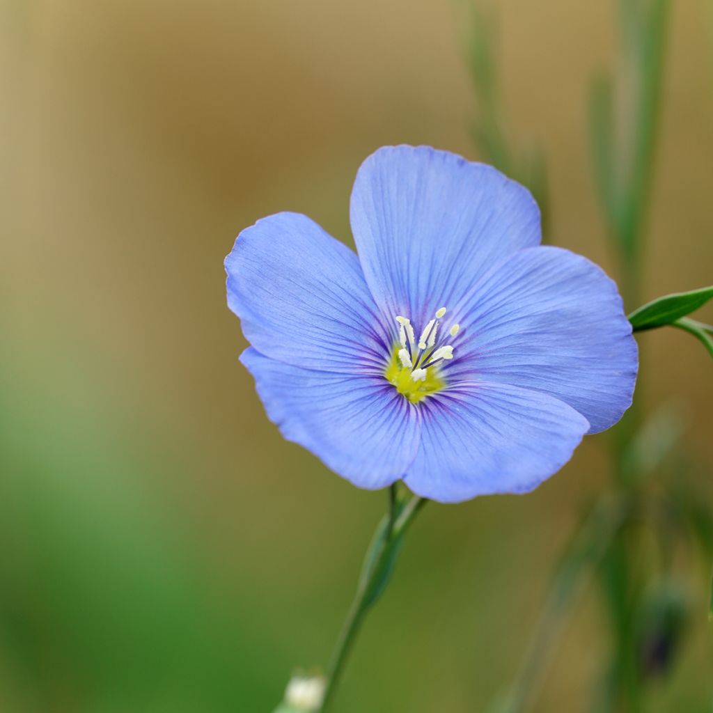 Linum perenne