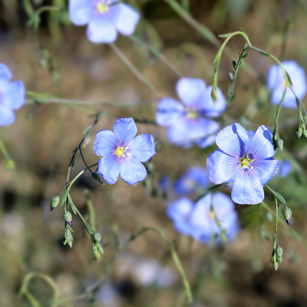 Linum perenne