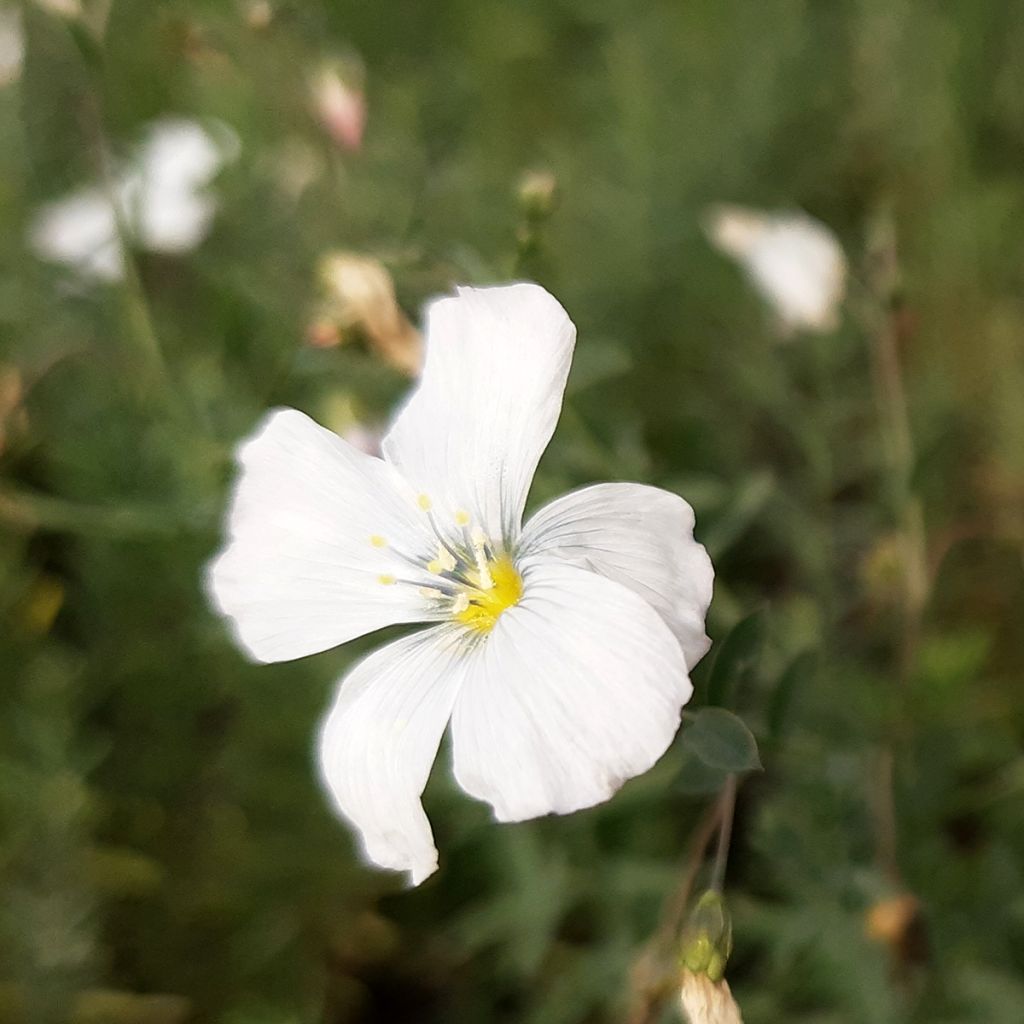 Linum perenne Diamant - Linho-perene